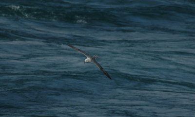 Fulmar/Noordse Stormvogel 20 augustus 2008