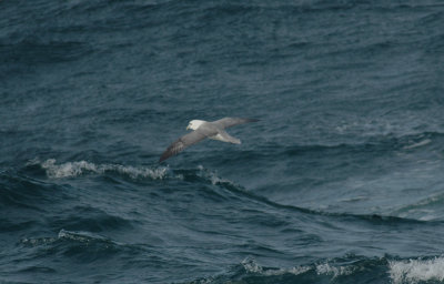 Fulmar/Noordse Stormvogel 20 augustus 2008