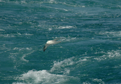 Fulmar/Noordse Stormvogel 20 augustus 2008