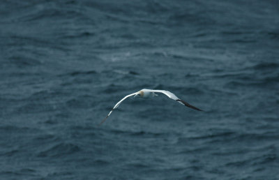 Gannet/Jan Van Gent 20 augustus 2008