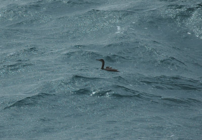 Shag/Kuifaalscholver 20 augustus 2008