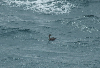 Shag/Kuifaalscholver 20 augustus 2008