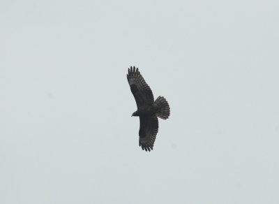 Wespendief/Honey Buzzard Kalmthout 29 augustus 2008