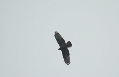 Wespendief/Honey Buzzard Kalmthout 29 augustus 2008