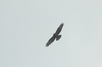 Wespendief/Honey Buzzard Kalmthout 29 augustus 2008