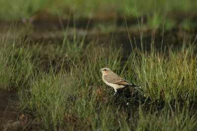 Tapuit/Wheatear Kalmthout 29 augustus 2008