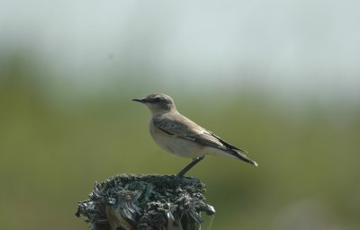 Tapuit/Wheatear Uitkerke 30 augustus 2008