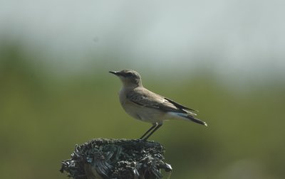 Tapuit/Wheatear Uitkerke 30 augustus 2008