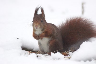 Eekhoorn/Squirrel Kalmthout 5 januari 2009