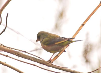 Greenfinch/Kalmthout 24 januari 2009