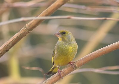 Groenling/Greenfinch Kalmthout 28 januari 2009