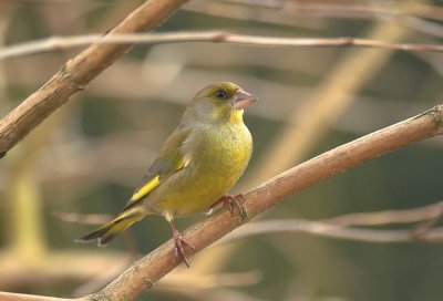 Groenling/Greenfinch Kalmthout 28 januari 2009