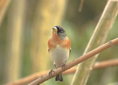 Keep/Brambling Kalmthout 28 januari 2009