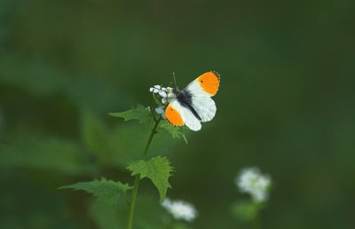 Oranjetipje Muno 2 mei 2009