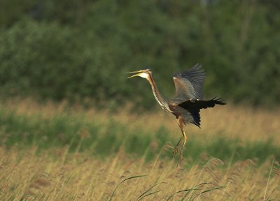 Purperreiger/Purple Heron Zouweboezem 1 juni 2009