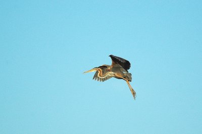 Purperreiger/Purple Heron Zouweboezem 1 juni 2009