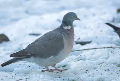 Houtduif/Woodpigeon Kalmthout 26 december 2009