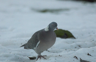 Houtduif/Woodpigeon Kalmthout 26 december 2009
