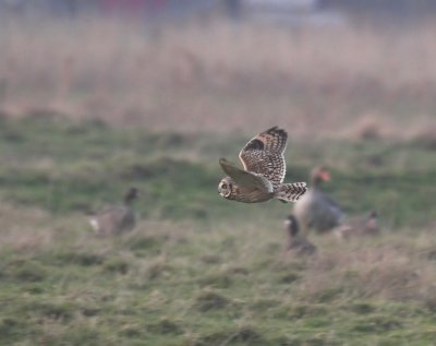 Rare birds in Belgium