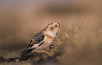 Sneeuwgors/Snow Bunting Tholen 17 januari 2010