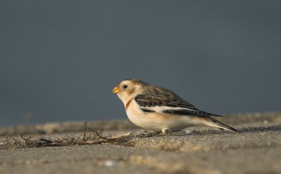 Sneeuwgors/Snow Bunting Tholen 27 januari 2010