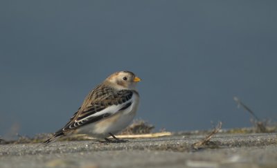 Sneeuwgors/Snow Bunting Tholen 27 januari 2010