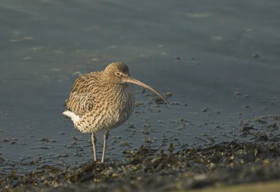 Wulp/Curlew Tholen 27 januari 2010