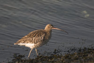 Wulp/Curlew Tholen 27 januari 2010