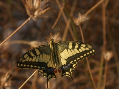 Koninginnepage/ Corfu