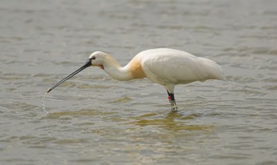 Lepelaar/Spoonbill Tholen 14 mei 2010