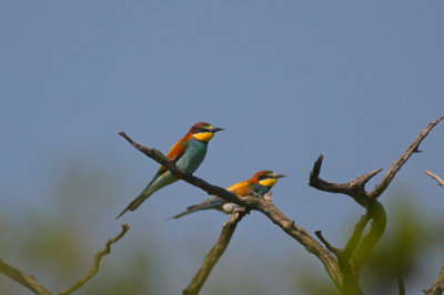 Bijeneter - Bee-eater