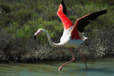 Flamingo - Greater Flamingo