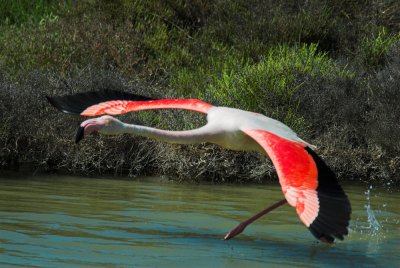 Flamingo Greater Flamingo