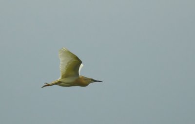 Ralreiger - Squacco Heron