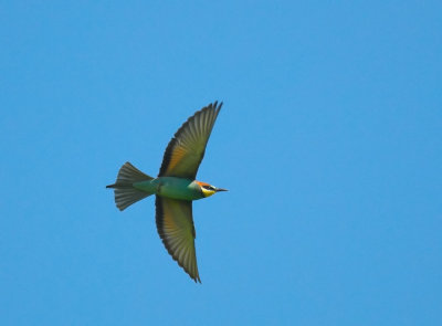 Bijeneter/ Bee-eater