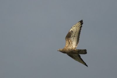 Wespendief/Honey Buzzard