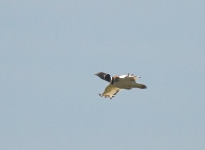 Kleine Trap/Little Bustard