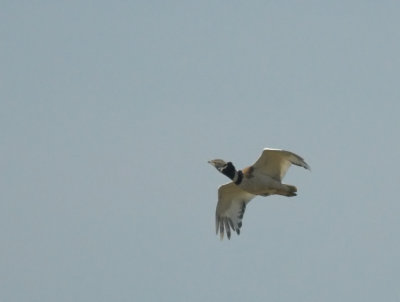 Kleine Trap 2/Little Bustard