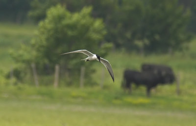 Lachstern/Gull - billed Tern