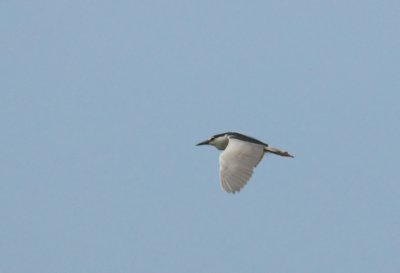 Kwak/Night Heron