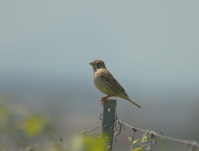 Grauwe Gors/Corn Bunting