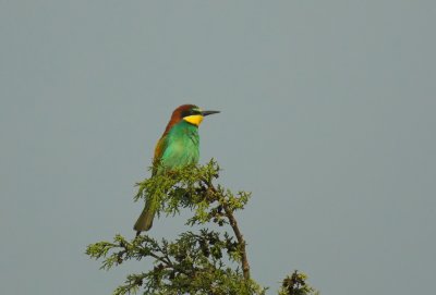 Bijeneter/Bee-eater