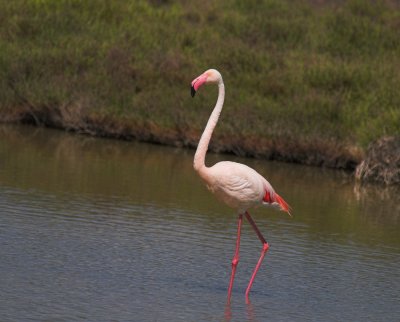 Flamingo/Greater Flamingo