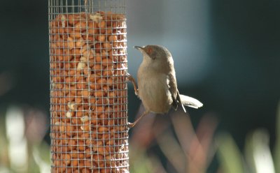 Kleine Zwartkop/Sardinian Warbler Beauvoisin maart 2008