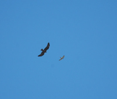 Zwarte Wouw/Black Kite - Beauvoisin 25 maart 2008