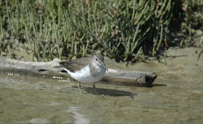 Oeverloper/Common Sandpiper - Camargue 25 maart 2008