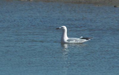 Dunbekmeeuw/Slender-billed Gull - Camargue 25 maart 2008