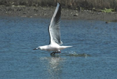 Dunbekmeeuw/Slender-billed Gull - Camargue 25 maart 2008