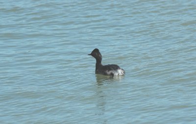 Geoorde Fuut/Black necked - Grebe  Camargue 25 maart 2008