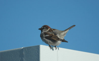 Huismus/House Sparrow Camargue 25 maart 2008